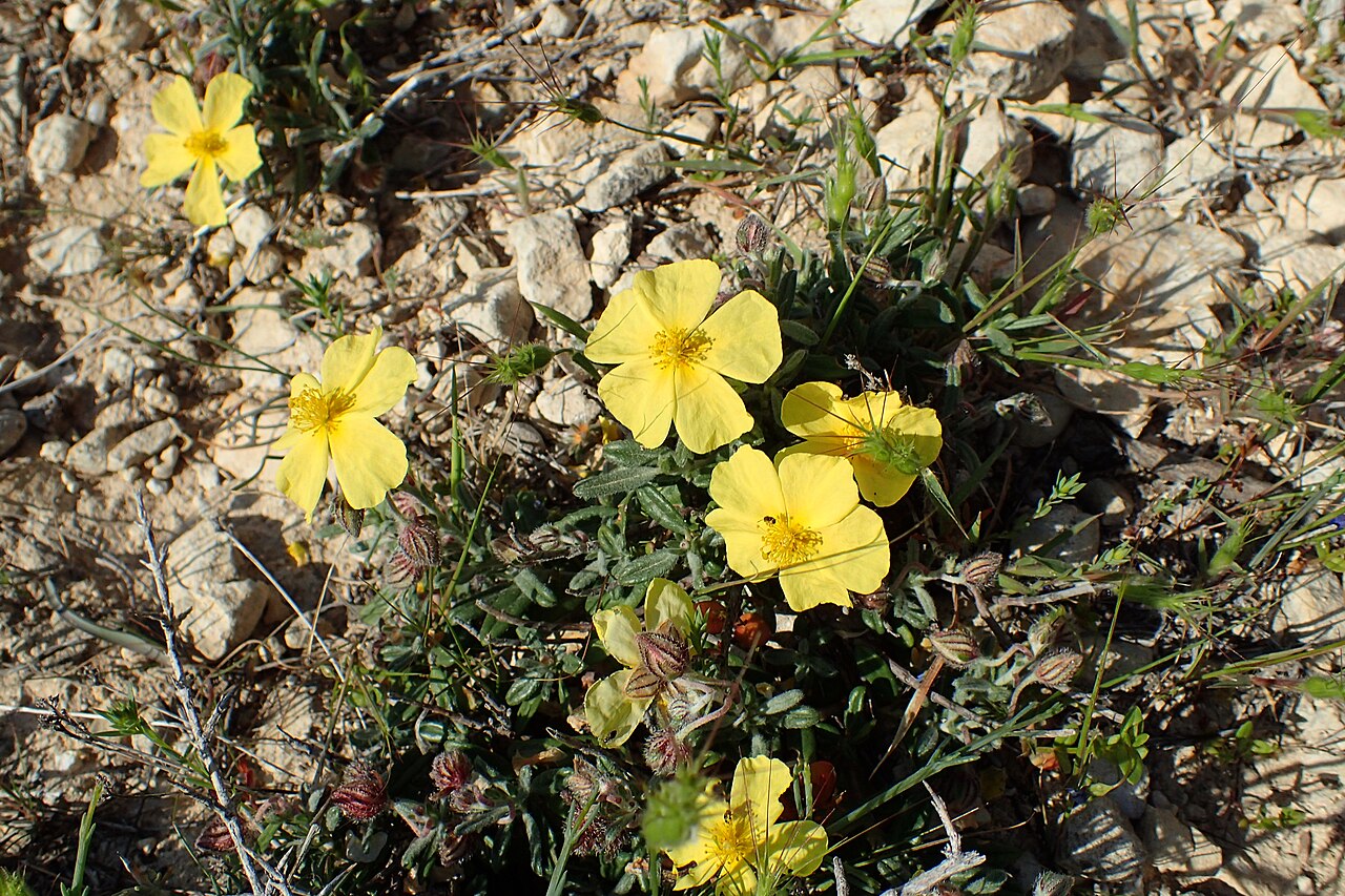 Helianthemum obtusifolium: Helianthemum obtusifolium in Petra tou Ramiou, Cyprus