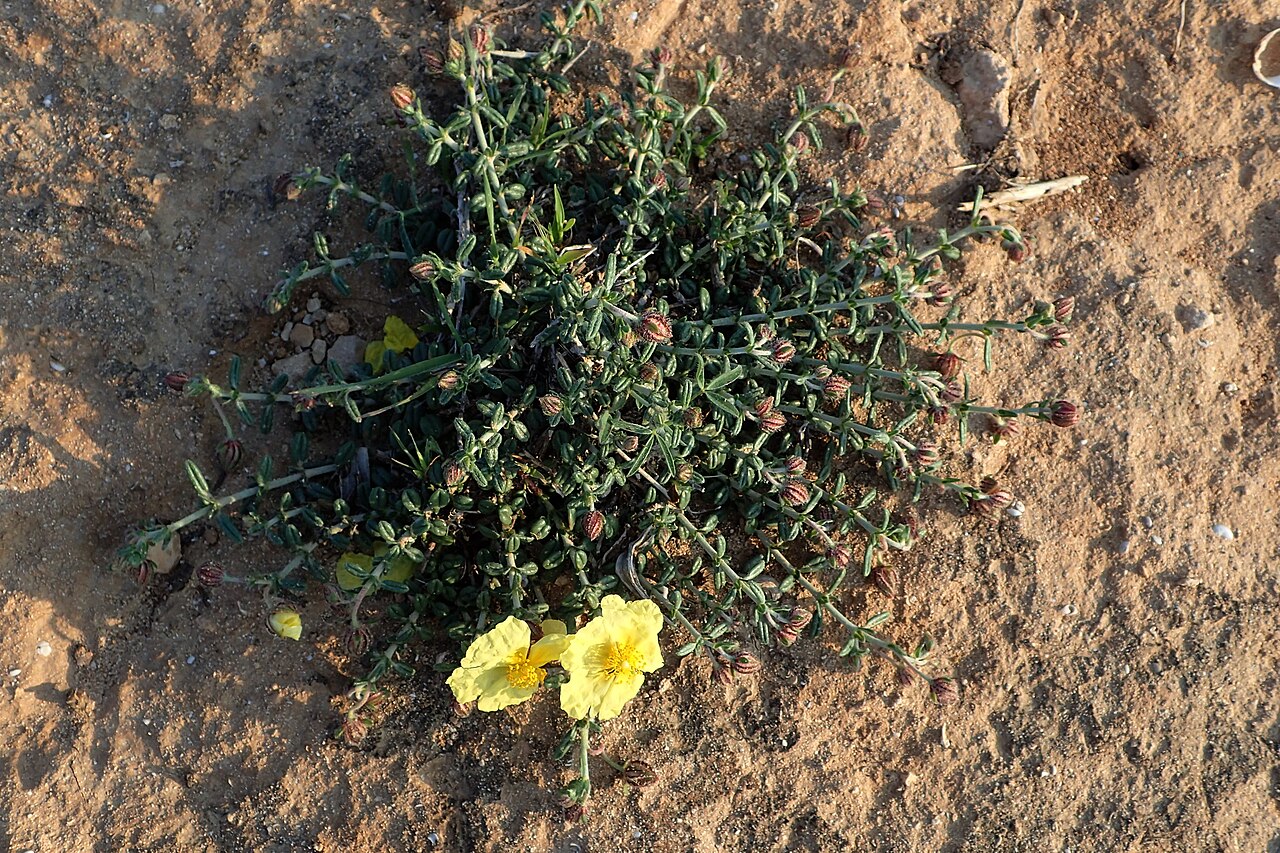 Helianthemum obtusifolium: Helianthemum obtusifolium in Kavo Gkreko, Cyprus
