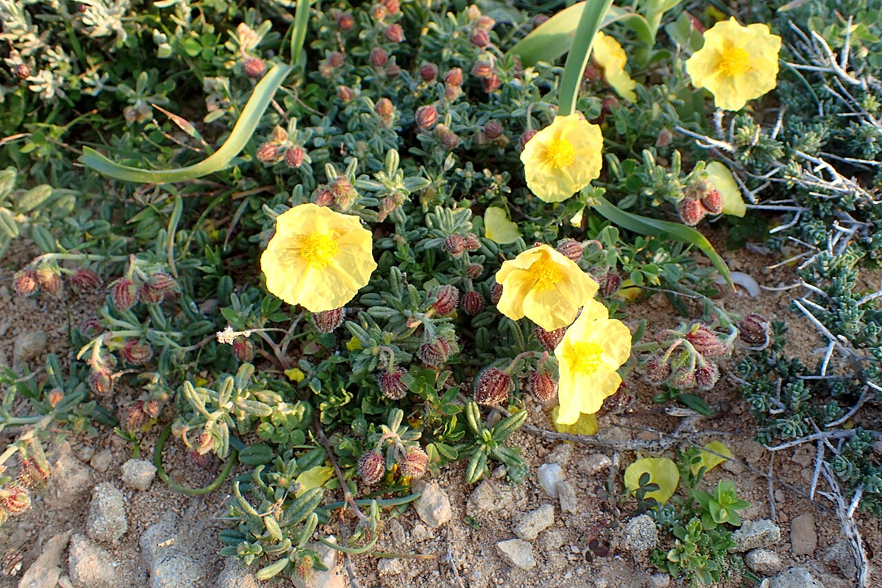 Helianthemum obtusifolium: Helianthemum obtusifolium in Kavo Gkreko, Cyprus