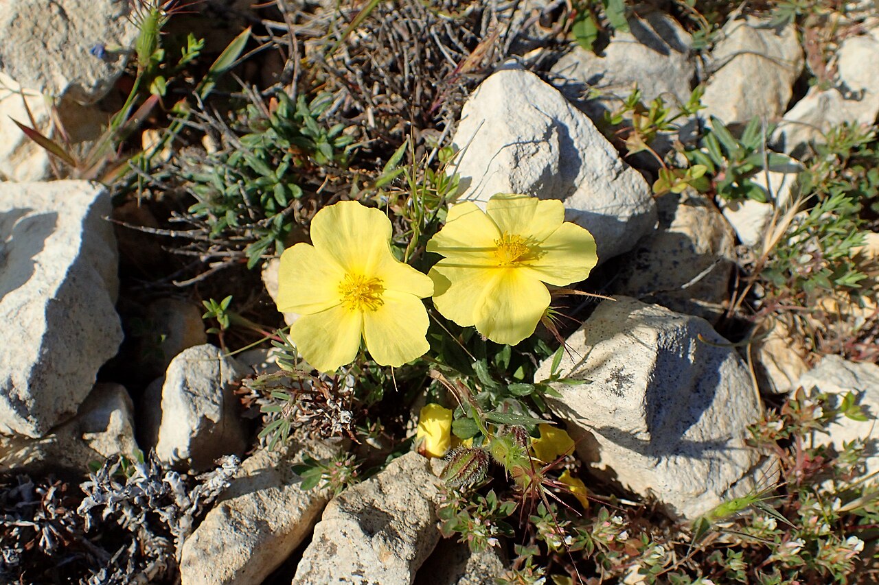Helianthemum obtusifolium: Helianthemum obtusifolium in Petra tou Ramiou, Cyprus
