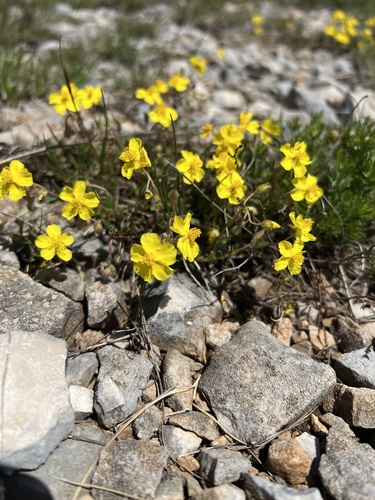 Helianthemum oelandicum (Helianthemum oelandicum)