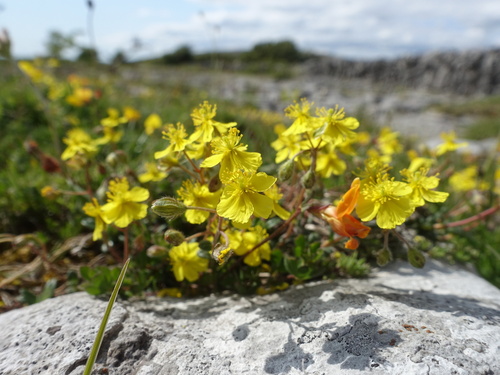 Helianthemum oelandicum (Helianthemum oelandicum)