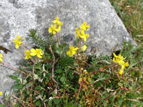 Helianthemum oelandicum (Helianthemum oelandicum)