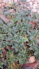 Helianthemum oelandicum (Helianthemum oelandicum)