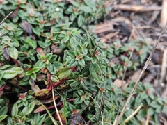 Helianthemum oelandicum (Helianthemum oelandicum)