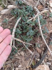 Helianthemum oelandicum (Helianthemum oelandicum)
