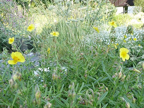 Helianthemum oelandicum: Botanischer Garten Erlangen, 2008