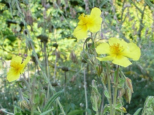 Helianthemum oelandicum: Botanischer Garten Erlangen, 2008