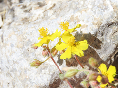 Helianthemum oelandicum (Helianthemum oelandicum)