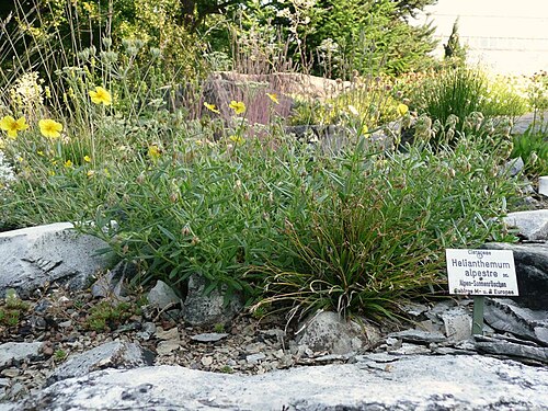 Helianthemum oelandicum: Botanischer Garten Erlangen, 2008