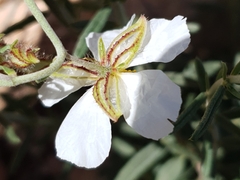 Helianthemum pergamaceum (Helianthemum pergamaceum)