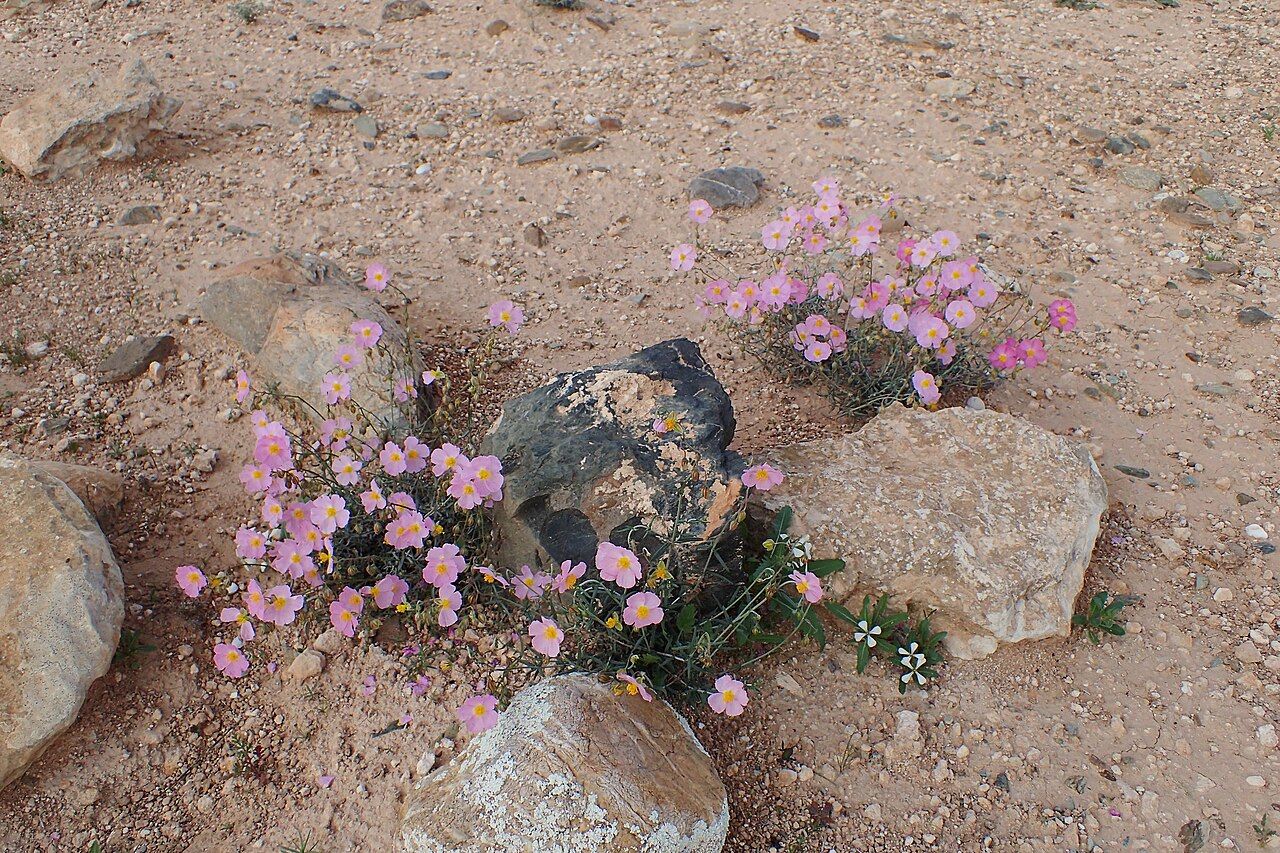 Helianthemum pergamaceum: Helianthemum pergamaceum in Chichaoua