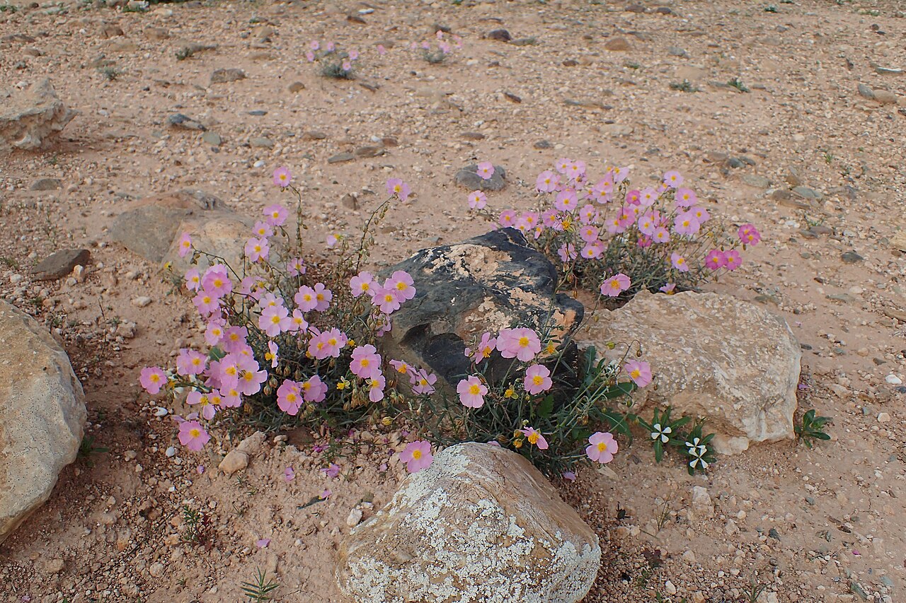 Helianthemum pergamaceum: Helianthemum pergamaceum in Chichaoua