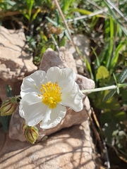 Helianthemum pergamaceum (Helianthemum pergamaceum)