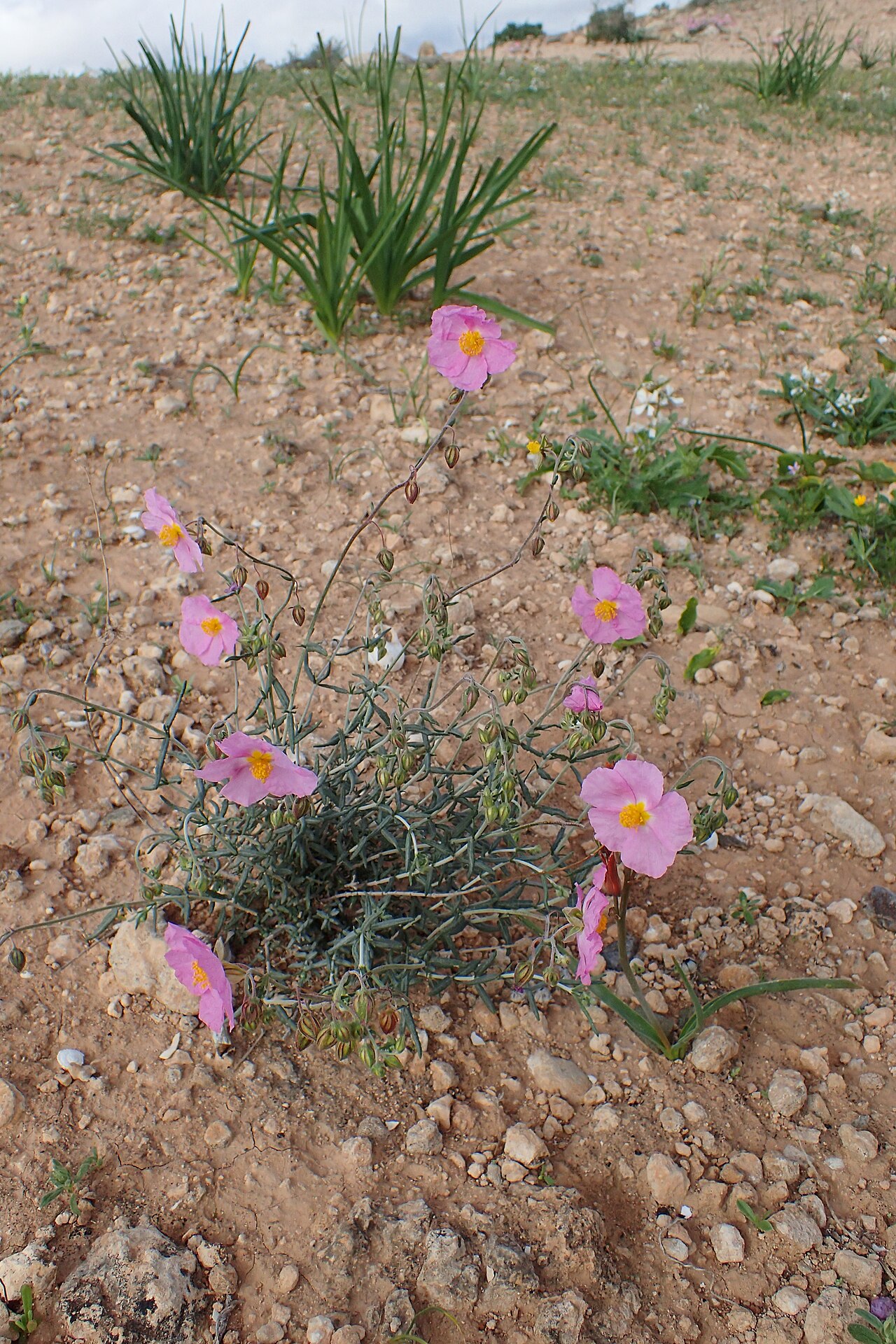 Helianthemum pergamaceum: Helianthemum pergamaceum in Chichaoua