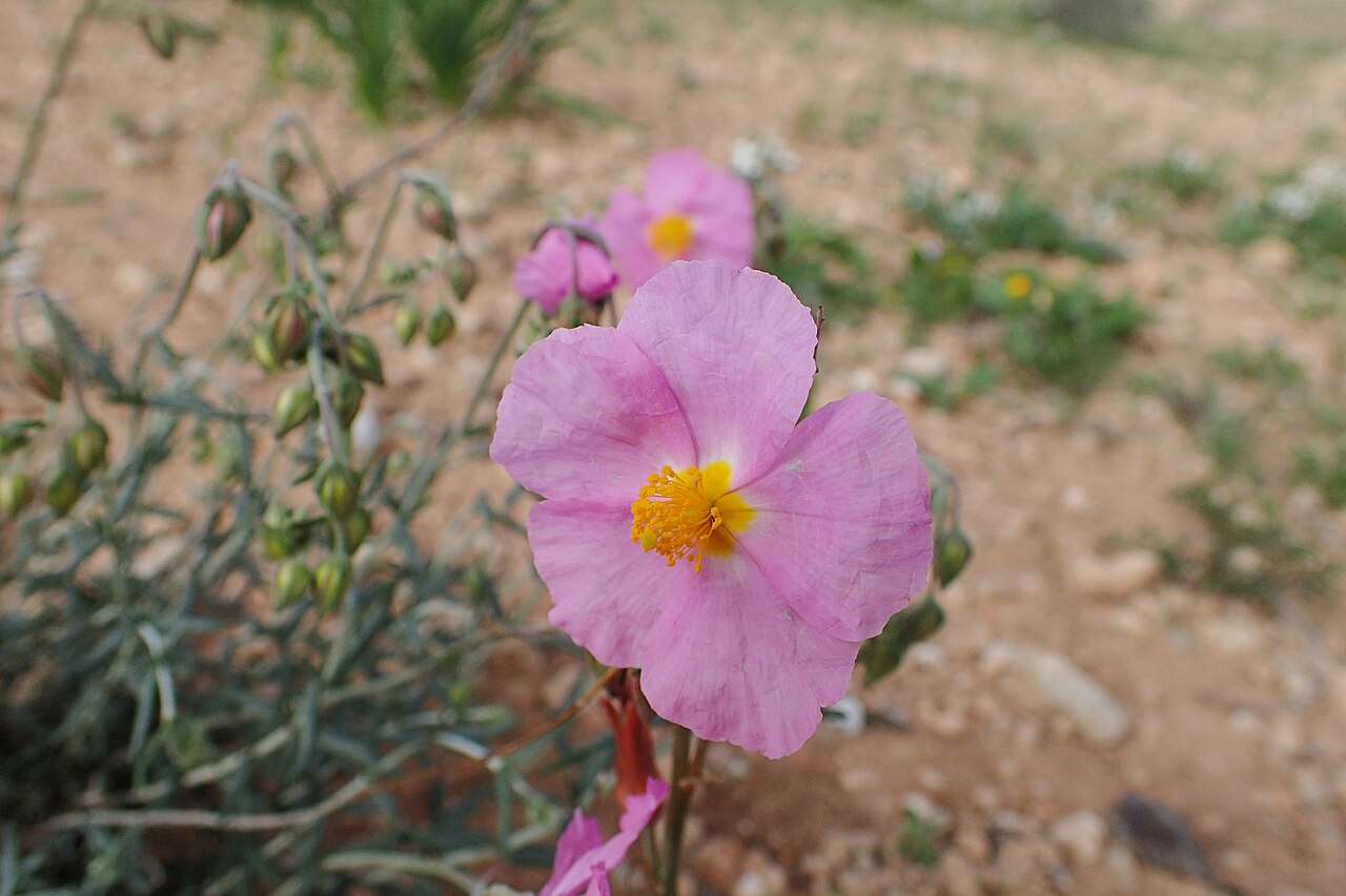 Helianthemum pergamaceum: Helianthemum pergamaceum in Chichaoua