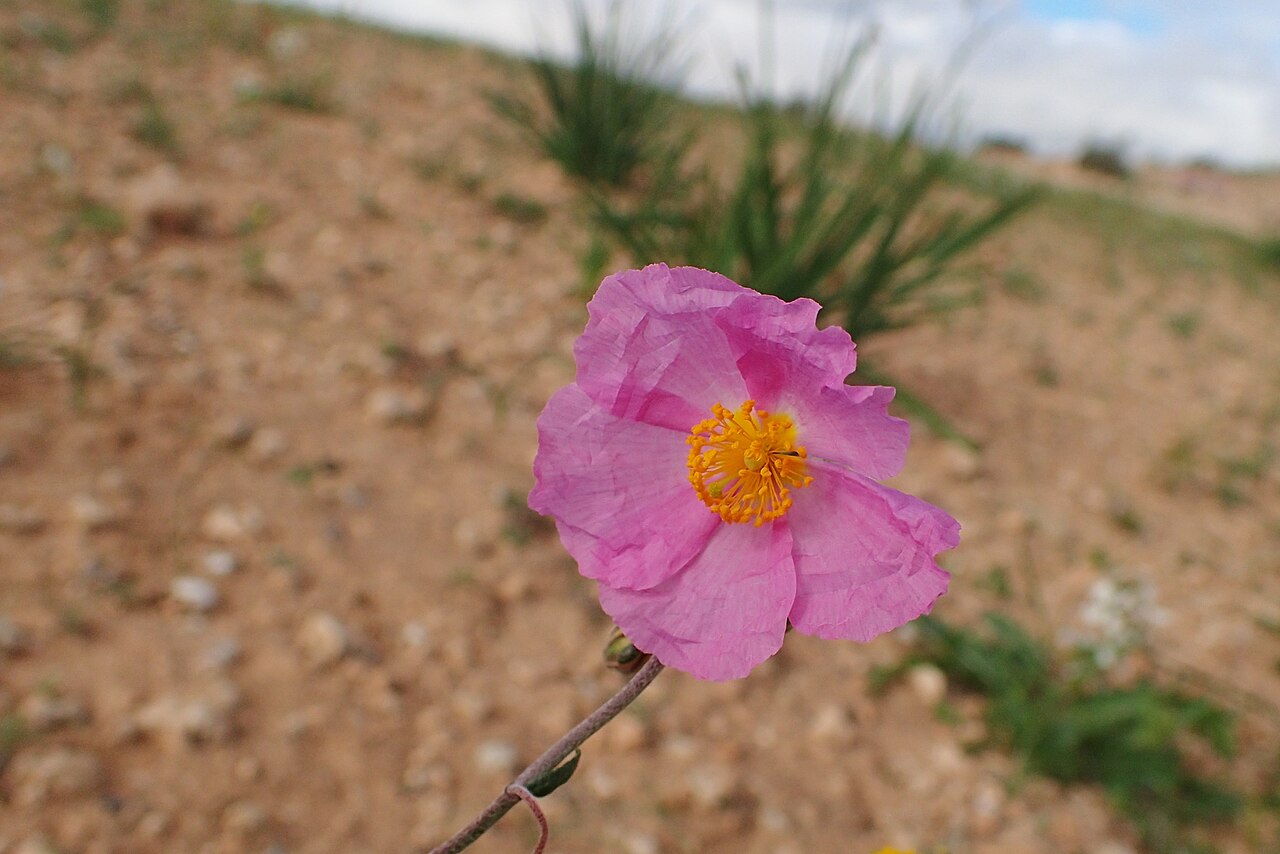 Helianthemum pergamaceum: Helianthemum pergamaceum in Chichaoua