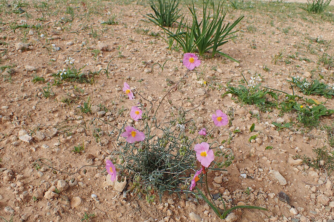Helianthemum pergamaceum: Helianthemum pergamaceum in Chichaoua