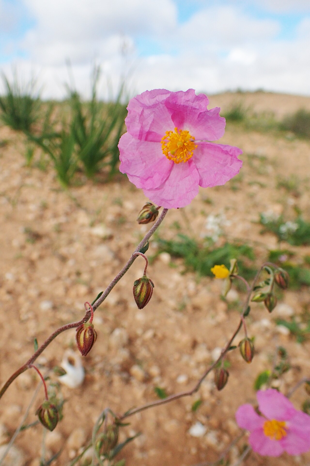 Helianthemum pergamaceum: Helianthemum pergamaceum in Chichaoua