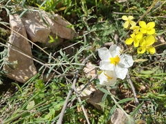 Helianthemum pergamaceum (Helianthemum pergamaceum)
