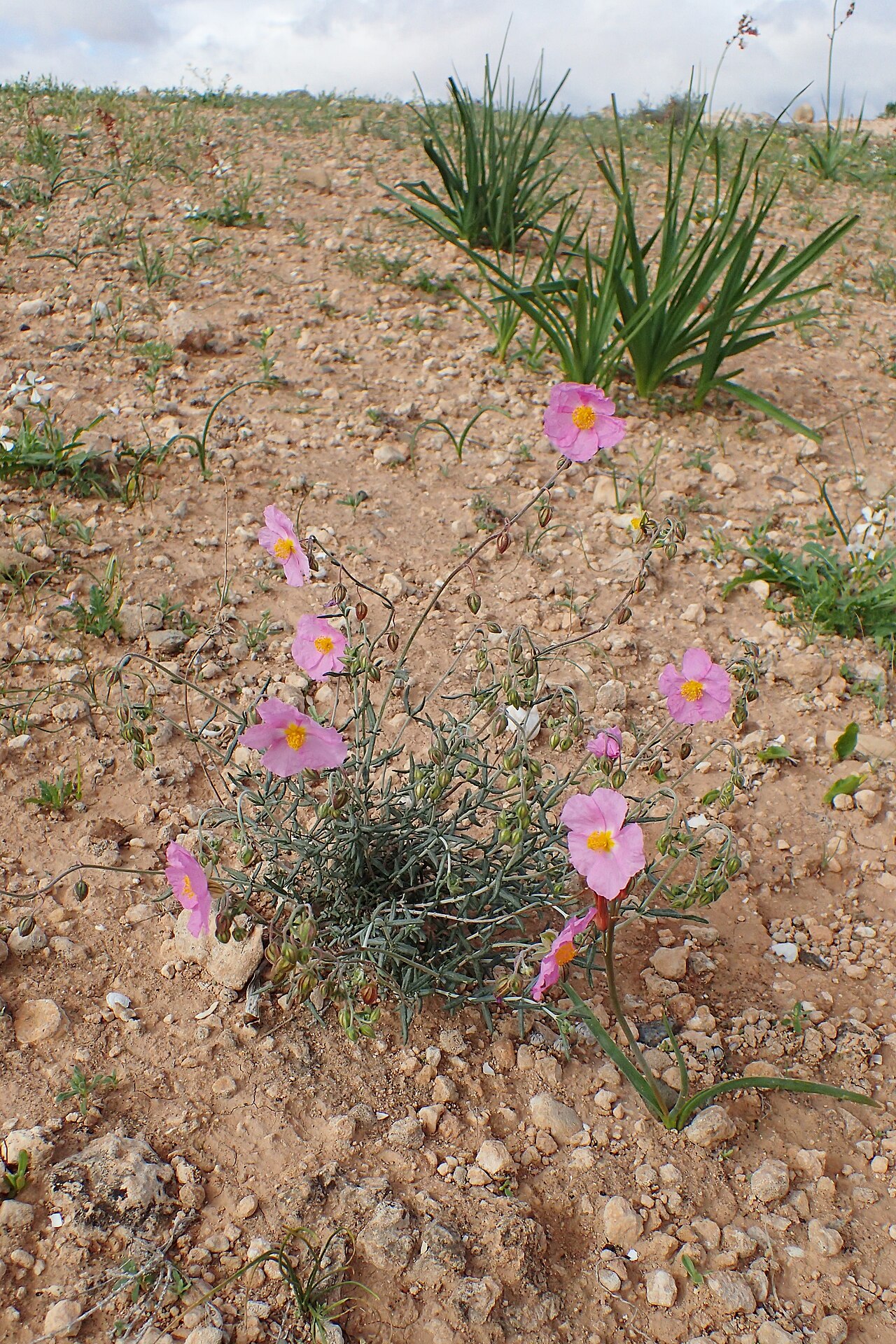 Helianthemum pergamaceum: Helianthemum pergamaceum in Chichaoua