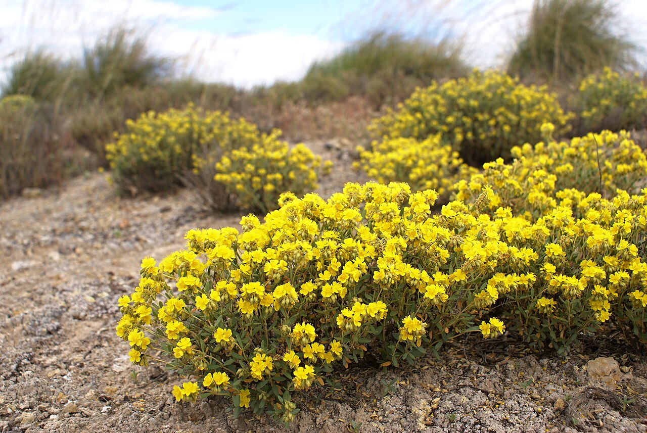 Helianthemum polygonoides: Ejemplares de Helianthemum polygonoides, especie endémica en peligro de extinción