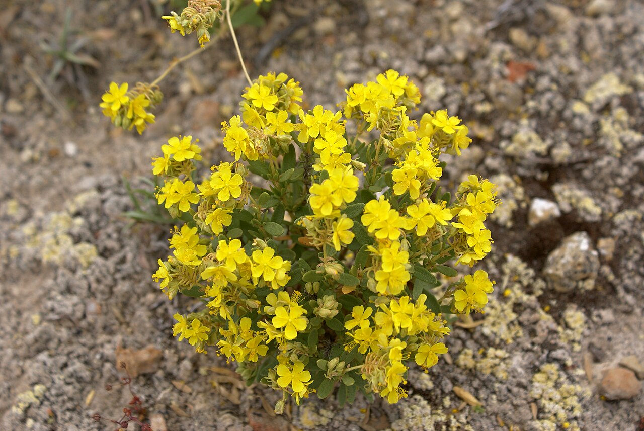 Helianthemum polygonoides: Ejemplar de Helianthemum polygonoides, especie endémica en peligro de extinción