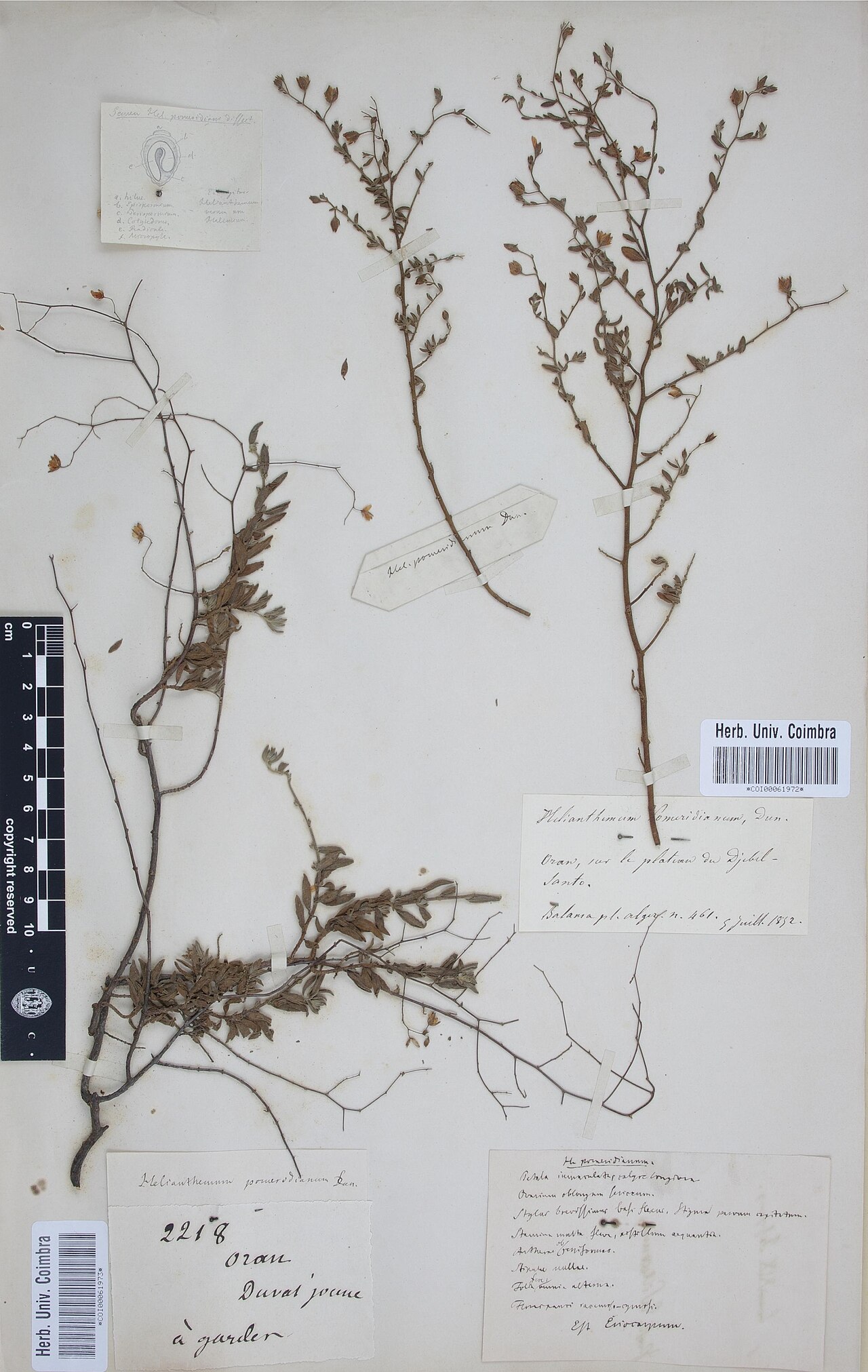 Helianthemum pomeridianum: Photograph of Type of Helianthemum pomeridianum at Herbarium of the University of Coimbra, Portugal (COI). Specimen COI00061973. http://coicatalogue.uc.pt/speci