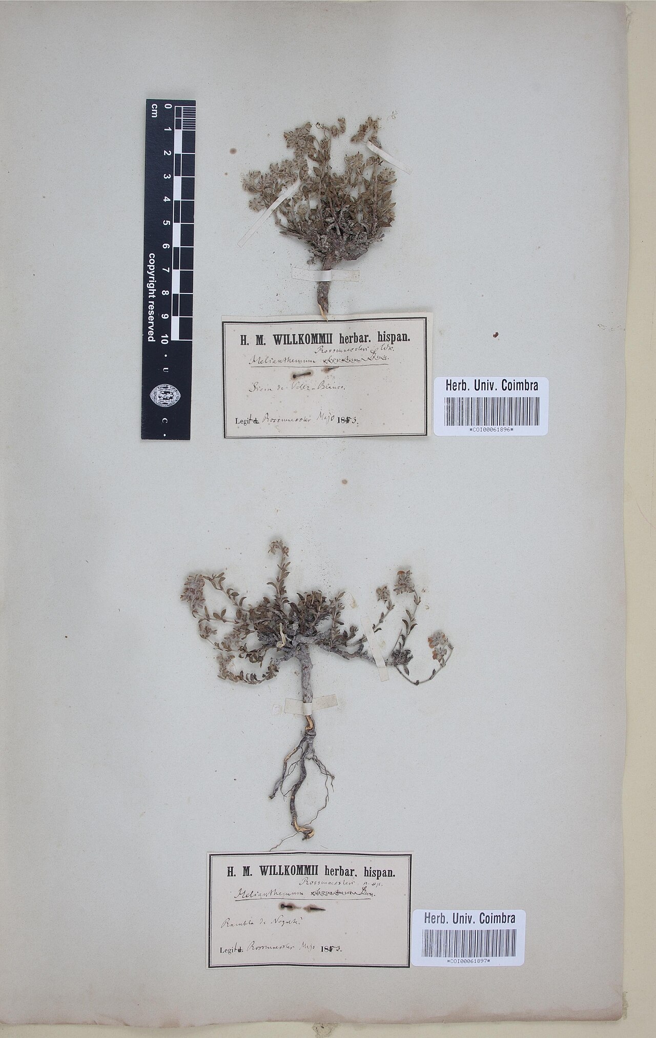 Helianthemum rossmaessleri: Photograph of Type of Helianthemum cinereum at Herbarium of the University of Coimbra, Portugal (COI). Specimen COI00061897. http://coicatalogue.uc.pt/specimen/