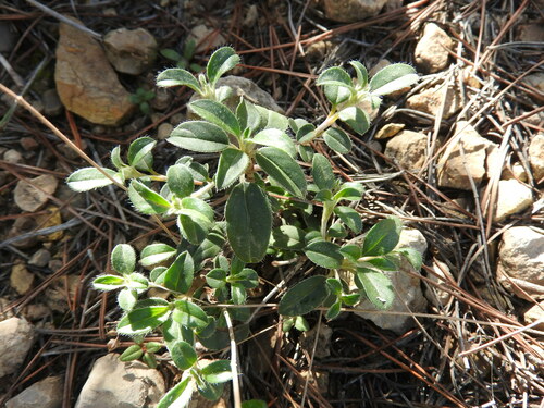 Helianthemum rotundifolium (Helianthemum rotundifolium)