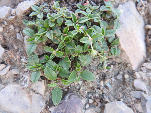 Helianthemum rotundifolium (Helianthemum rotundifolium)