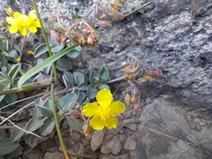 Helianthemum rotundifolium (Helianthemum rotundifolium)