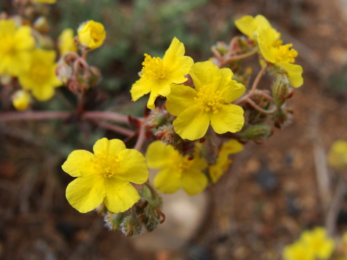 Helianthemum rotundifolium (Helianthemum rotundifolium)