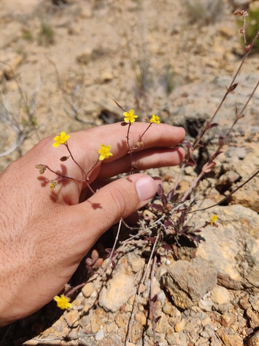 Helianthemum rotundifolium (Helianthemum rotundifolium)