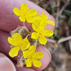 Helianthemum rotundifolium (Helianthemum rotundifolium)