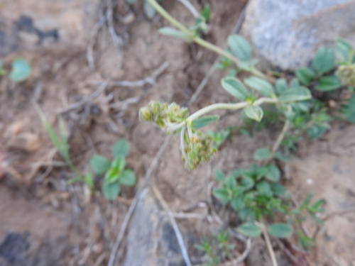 Helianthemum rotundifolium (Helianthemum rotundifolium)