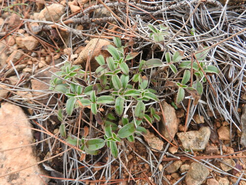 Helianthemum rotundifolium (Helianthemum rotundifolium)