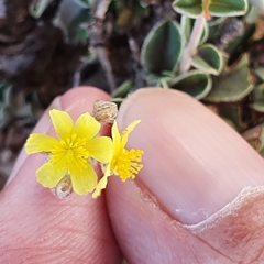 Helianthemum rotundifolium (Helianthemum rotundifolium)