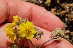 Helianthemum rotundifolium (Helianthemum rotundifolium)