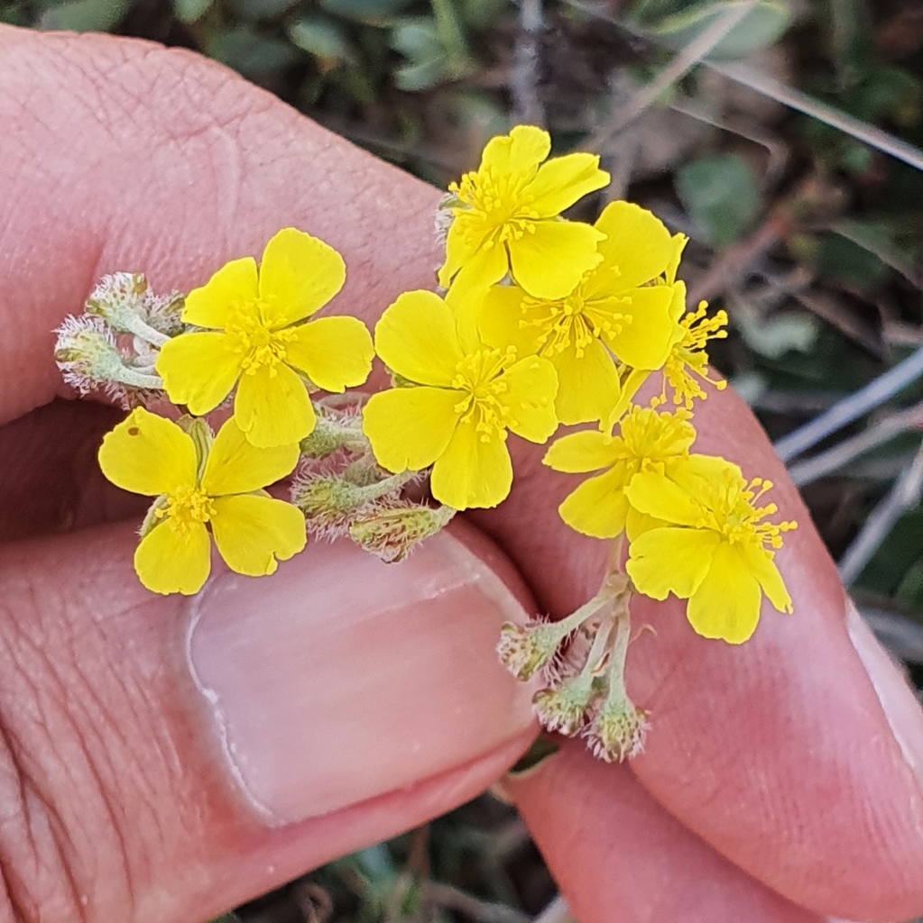 Helianthemum rotundifolium (Helianthemum rotundifolium)