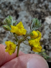 Helianthemum rotundifolium (Helianthemum rotundifolium)