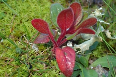 Helianthemum sanguineum (Helianthemum sanguineum)