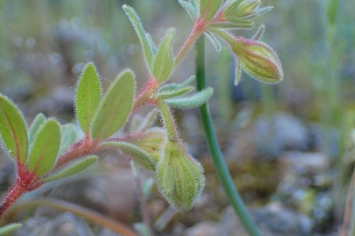 Helianthemum sanguineum (Helianthemum sanguineum)