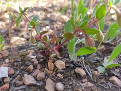 Helianthemum sanguineum (Helianthemum sanguineum)