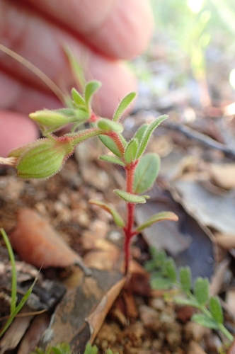 Helianthemum sanguineum (Helianthemum sanguineum)