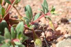 Helianthemum sanguineum (Helianthemum sanguineum)