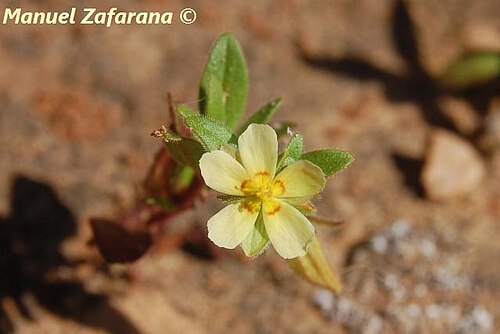 Helianthemum sanguineum: Sughereta di Niscemi, 03-04-2010. Foto di Manuel Zafarana.