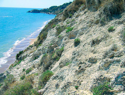 Helianthemum sicanorum: Habitat