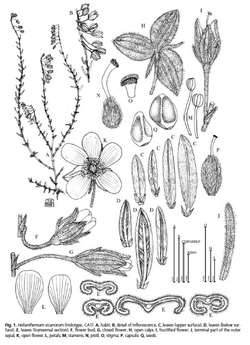 Helianthemum sicanorum: Helianthemum sicanorum