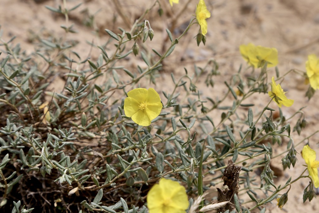Helianthemum songaricum (Helianthemum songaricum)